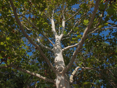 [The bark on this tree is bright white. The yellow-green leaves on the tree cast shadows on the trunk. Some blue sky is seen between the leaves.]